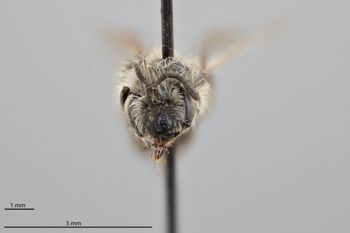 Media type: image;   Entomology 770400 Aspect: head frontal view